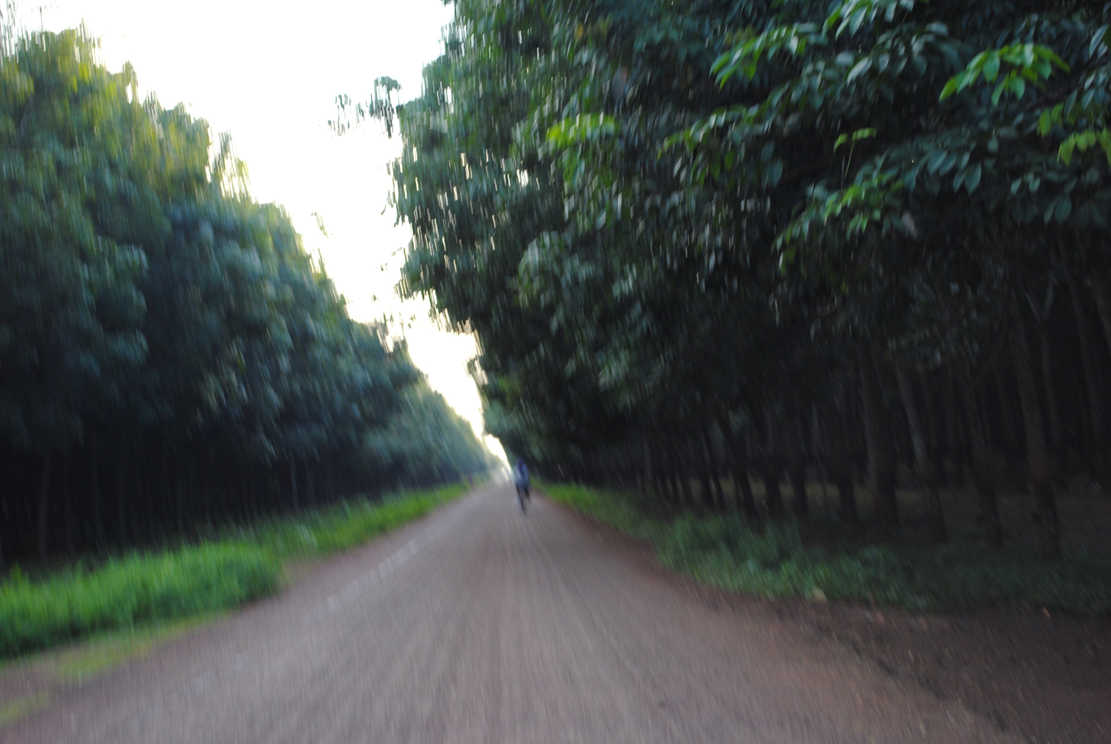 Your life pathway can be blur yet you have to move on to the direction you are envisioned. (Photo by the author in 2013 at Rubber Plantation in Kampong Cham Pronvince). (cc-2013, Sopheap Chak)